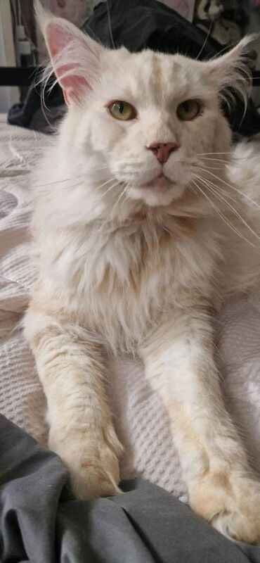 Male maine coon black smoke - Image 5 of 5
