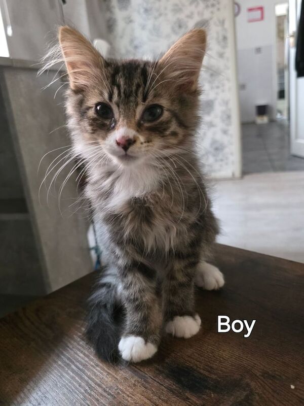 Maine Coon kittens for sale in Southampton, Hampshire – 4 months old