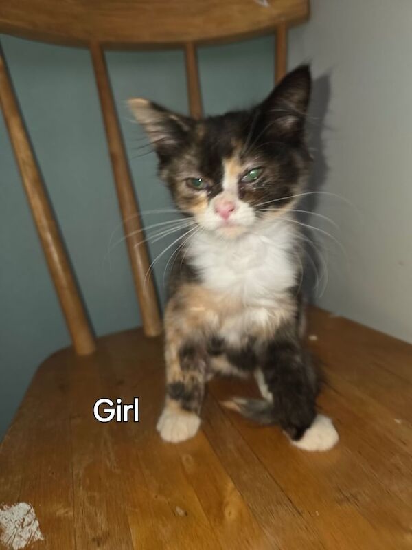 Maine Coon kittens for sale in Southampton, Hampshire – 4 months old - Image 2 of 3
