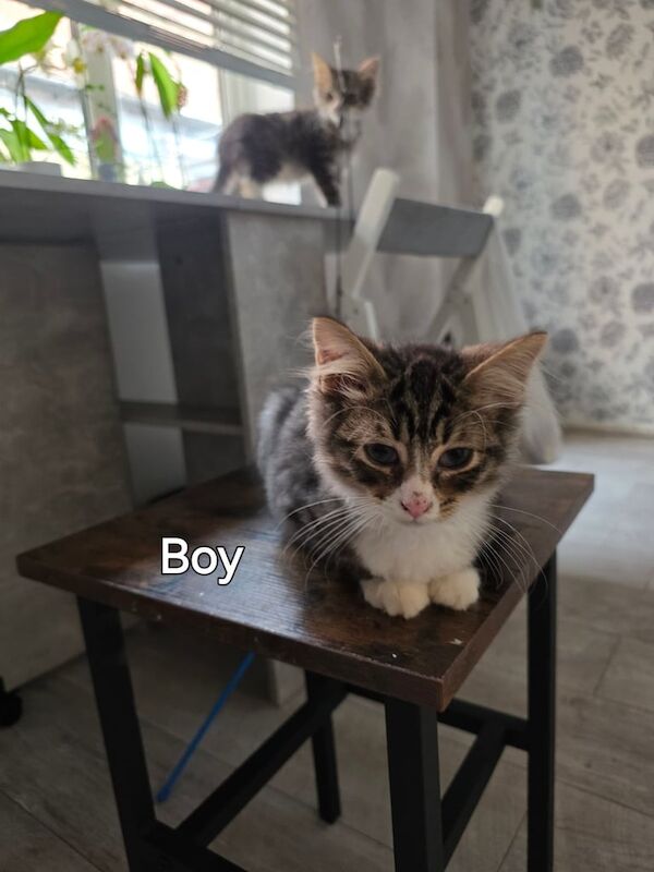 Maine Coon kittens for sale in Southampton, Hampshire – 4 months old - Image 3 of 3