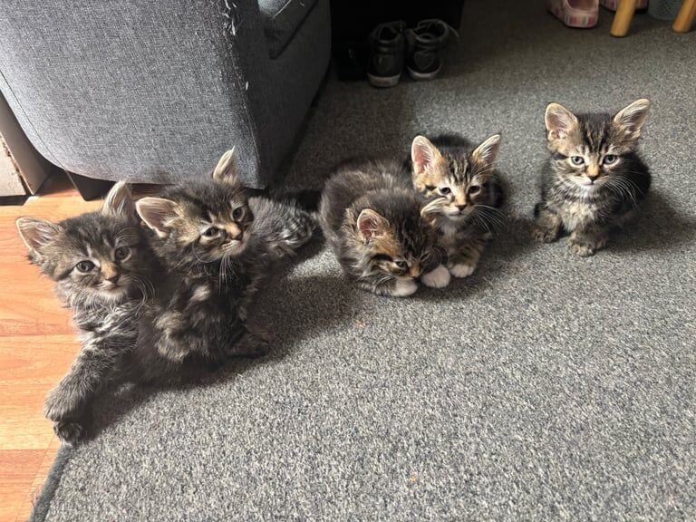 Mix breed Maine coon kittens for sale in Derby, Derbyshire