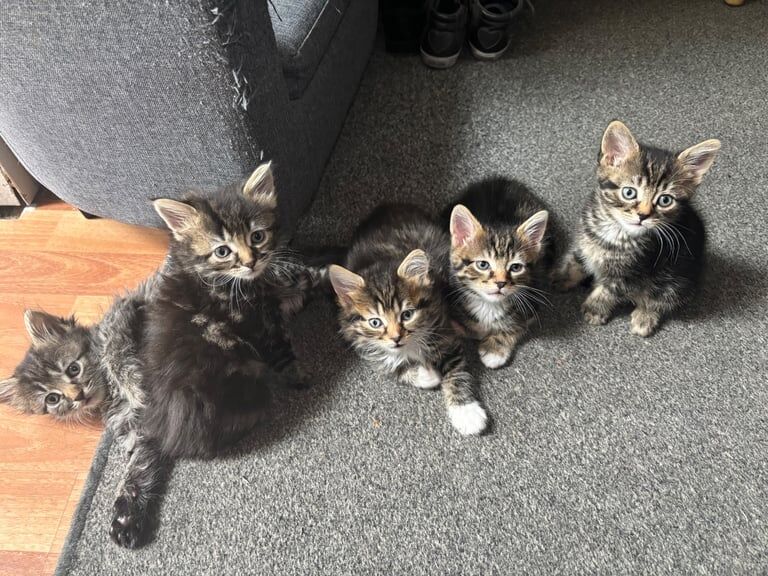 Mix breed Maine coon kittens for sale in Derby, Derbyshire | Image 2