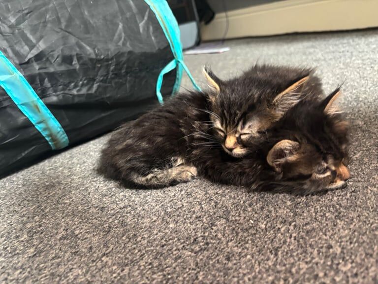Mix breed Maine coon kittens for sale in Derby, Derbyshire | Image 3