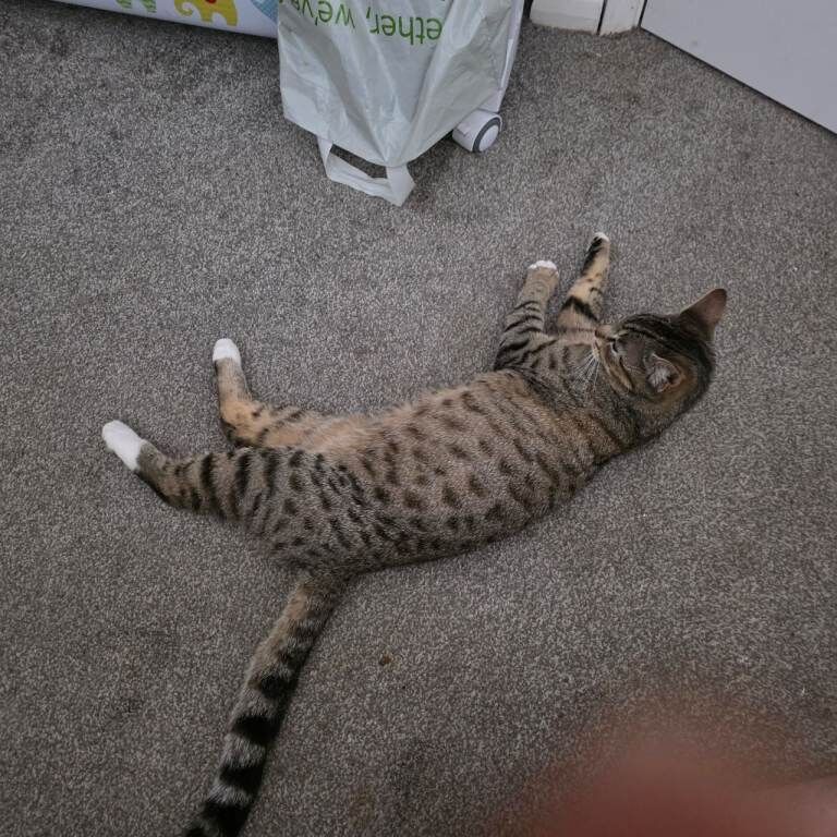 Mixed bengal x maincoon kittens