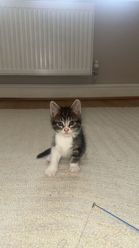 Maine Coon Kittens For Sale