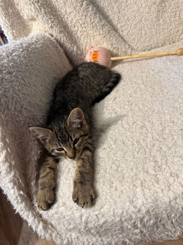 Maine Coon Kittens For Sale