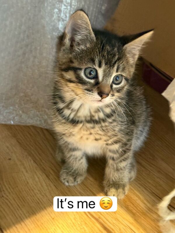 Mixed Maine Coon Boy Looking for a Loving Home in Bromley - Image 2 of 5
