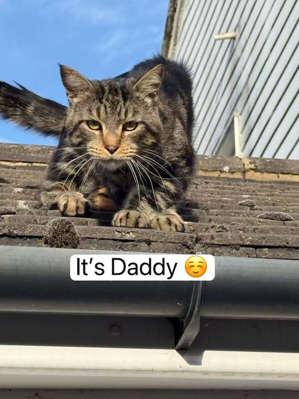 Mixed Maine Coon Boy Looking for a Loving Home in Bromley - Image 3 of 5