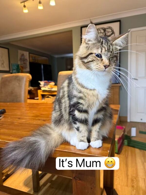Mixed Maine Coon Boy Looking for a Loving Home in Bromley - Image 4 of 5