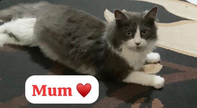 Maine Coon kittens for sale in Newham, Cornwall – 1 year old