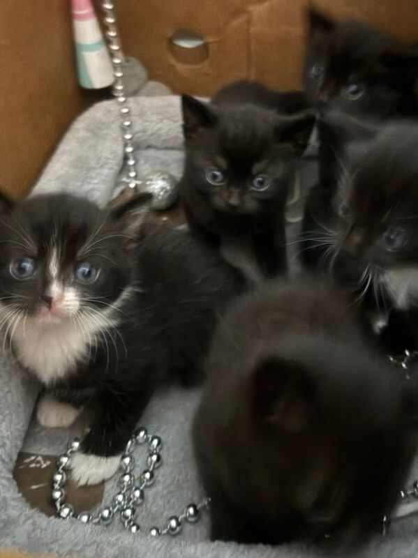 Maine Coon Kittens For Sale