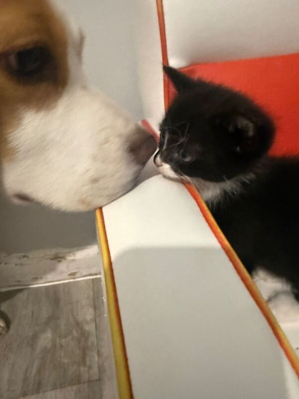 Mixed Maine coon cross kittens - Image 2 of 4