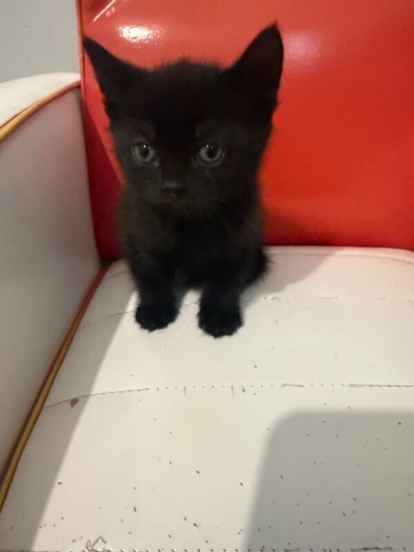 Mixed Maine coon cross kittens - Image 3 of 4