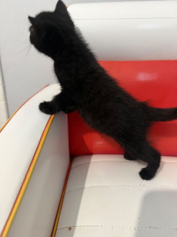 Mixed Maine coon cross kittens - Image 4 of 4