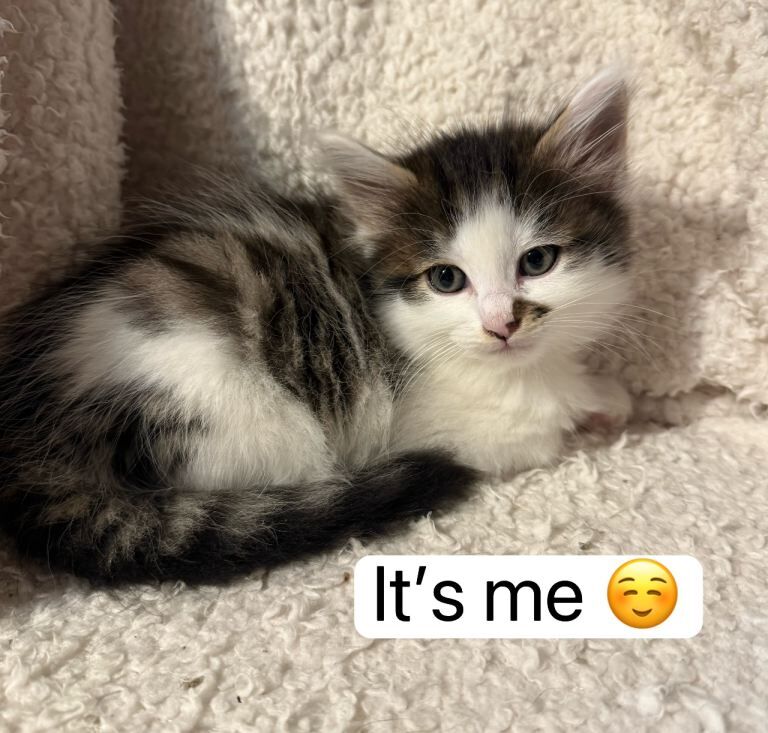 Mixed Maine Coon Girl Looking for a Loving Home in Bromley