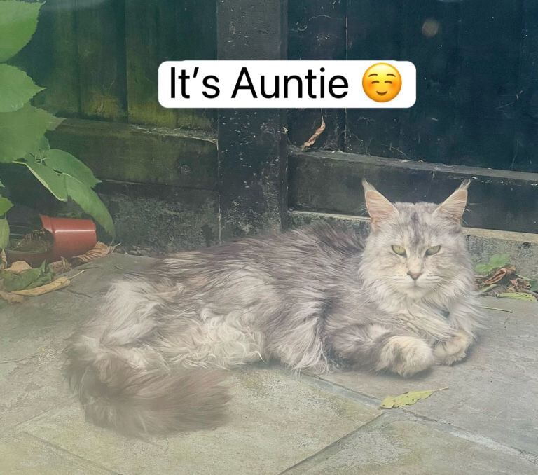Mixed Maine Coon Girl Looking for a Loving Home in Bromley - Image 3 of 4