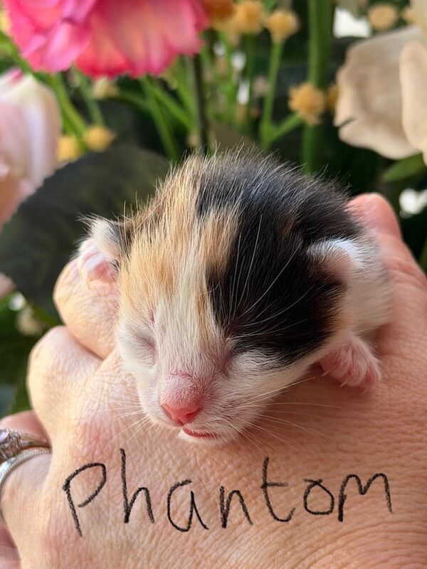 Maine Coon Kittens For Sale Under £300