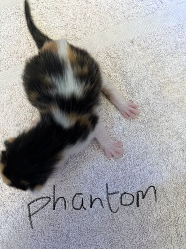 Maine Coon kittens for sale in Melton Mowbray, Leicestershire – 2 weeks old - Image 2 of 6