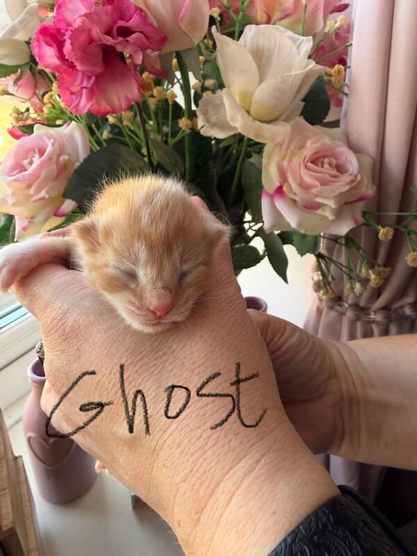 Maine Coon kittens for sale in Melton Mowbray, Leicestershire – 2 weeks old - Image 3 of 6