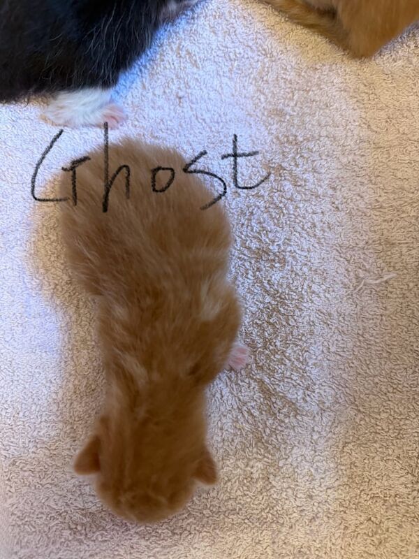 Maine Coon kittens for sale in Melton Mowbray, Leicestershire – 2 weeks old - Image 4 of 6