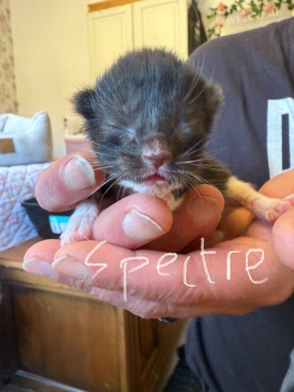 Maine Coon kittens for sale in Melton Mowbray, Leicestershire – 2 weeks old - Image 5 of 6