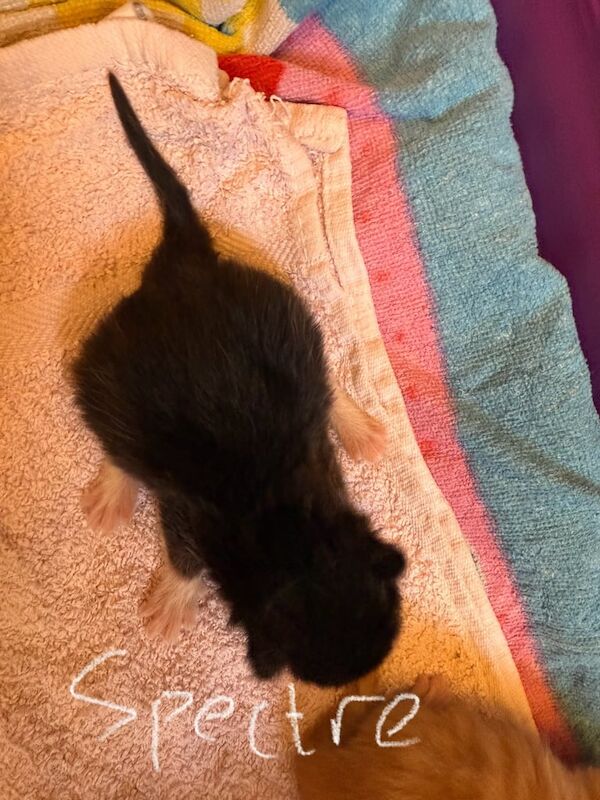 Maine Coon kittens for sale in Melton Mowbray, Leicestershire – 2 weeks old - Image 6 of 6