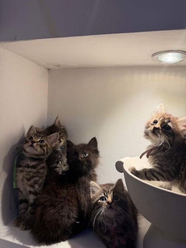 Mixed Maine Coon Kittens