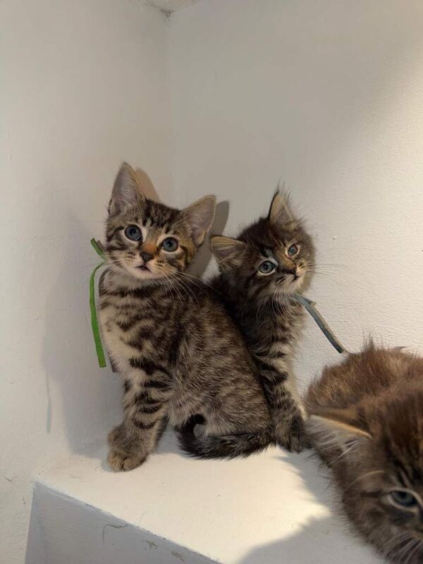 Mixed Maine Coon Kittens - Image 2 of 3