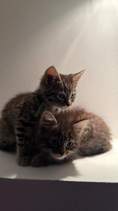 Mixed Maine Coon Kittens - Image 3 of 3