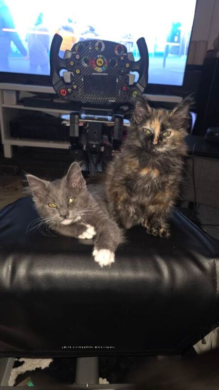 Mixed Maine coon kittens
