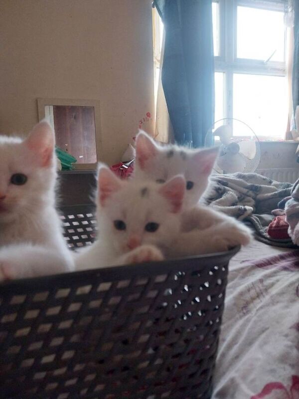 Maine Coon kittens for sale in Dromara, County Down – 6 weeks old