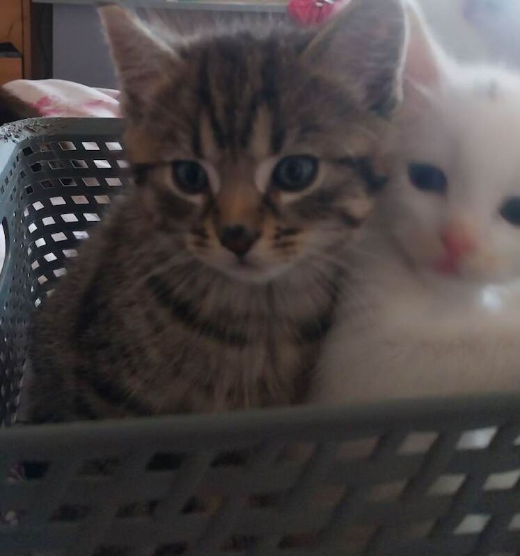 Maine Coon kittens for sale in Dromara, County Down – 6 weeks old - Image 2 of 3