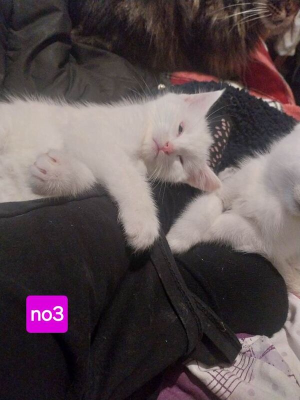 Maine Coon Kittens For Sale