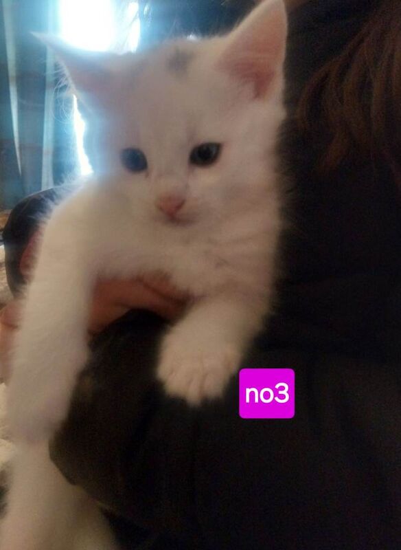 Maine Coon kittens for sale in Dromara, County Down – 7 weeks old - Image 3 of 6