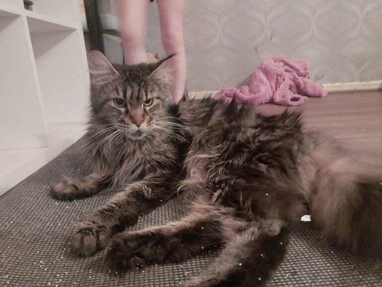 Maine Coon kittens for sale in Dromara, County Down – 7 weeks old - Image 5 of 6