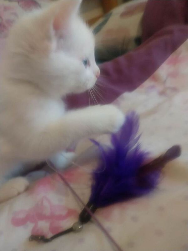 Maine Coon kittens for sale in Dromara, County Down – 7 weeks old - Image 6 of 6