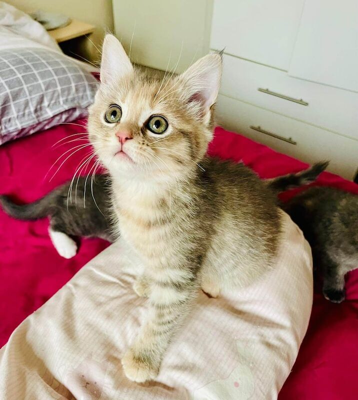 Maine Coon kittens for sale in Aberdeen, City of Aberdeen – 10 weeks old