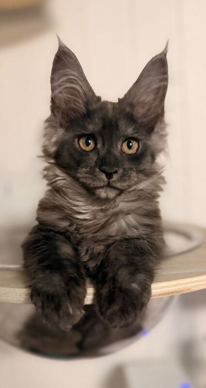 One stunning black smoked female mainecoon ready now