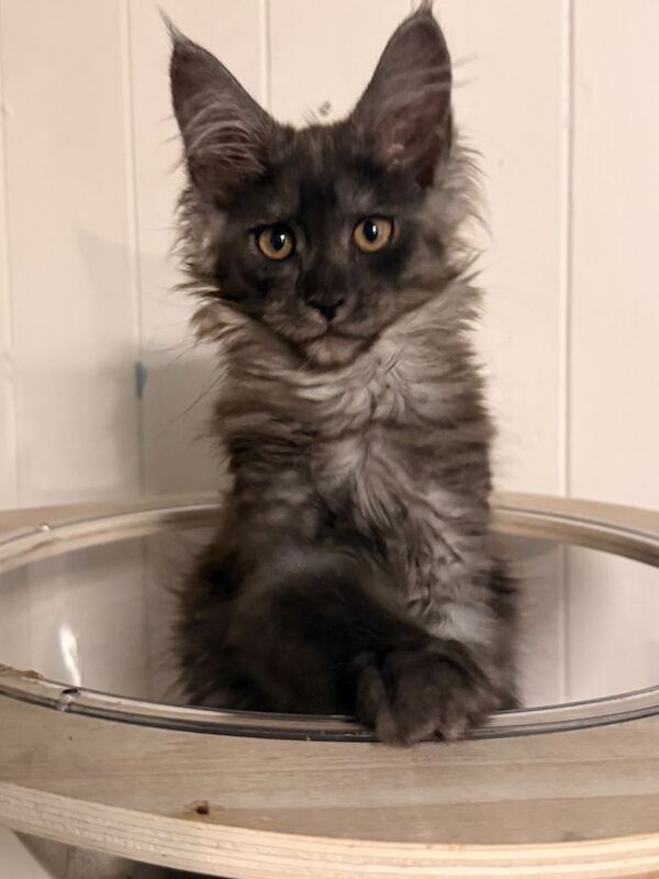 One stunning black smoked female mainecoon ready now - Image 2 of 4