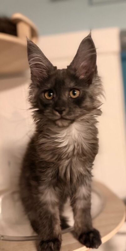 One stunning black smoked female mainecoon ready now - Image 3 of 4