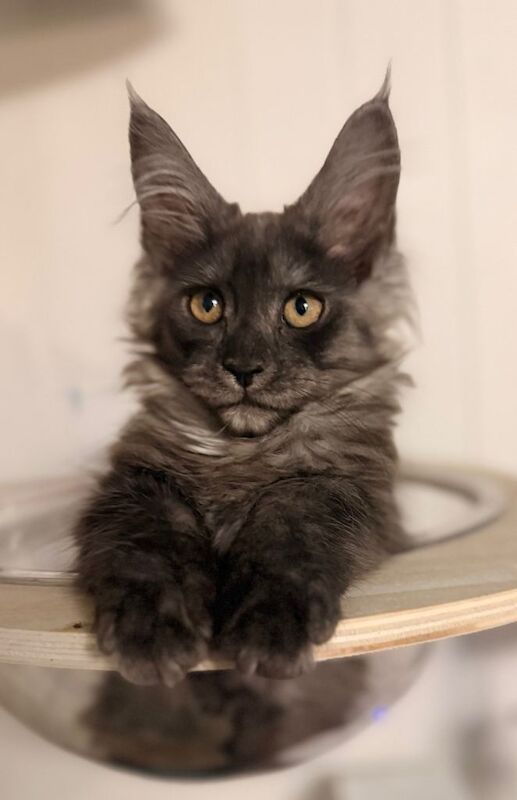One stunning black smoked female mainecoon ready now - Image 4 of 4