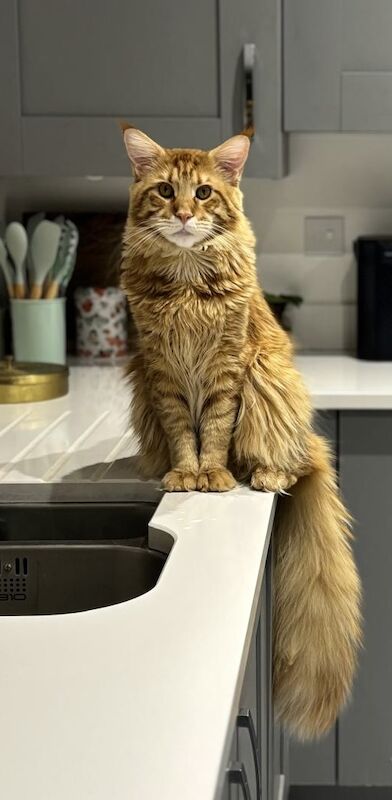 ONLY 2 BOYS AVAILABLE- Red/White Tabby Maine Coon