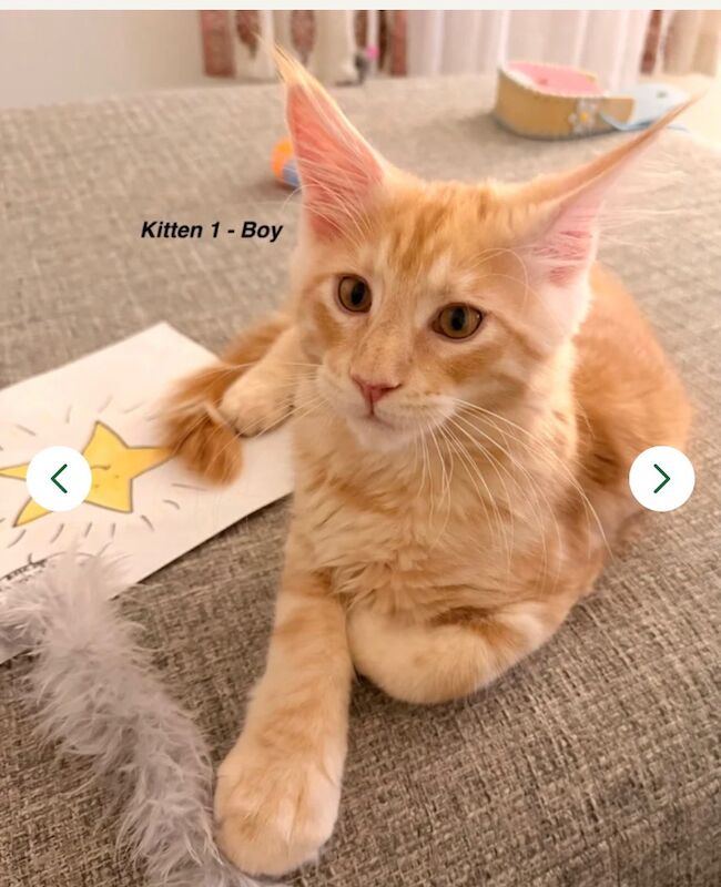 ONLY 2 BOYS AVAILABLE- Red/White Tabby Maine Coon - Image 2 of 9