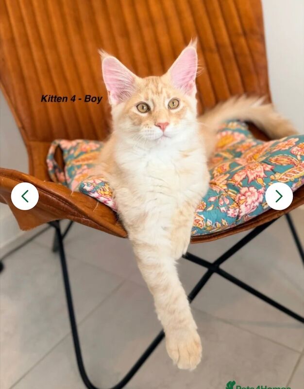 ONLY 2 BOYS AVAILABLE- Red/White Tabby Maine Coon - Image 3 of 9