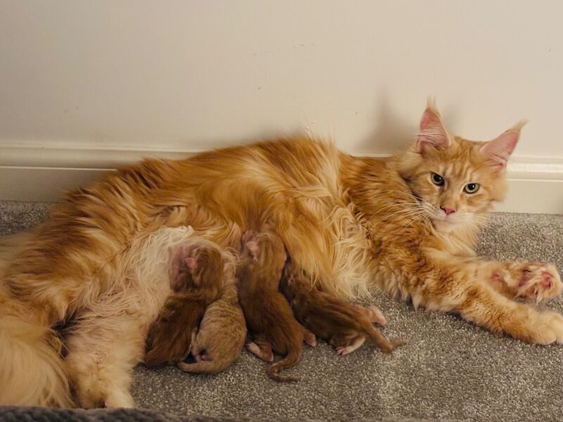 ONLY 2 BOYS AVAILABLE- Red/White Tabby Maine Coon - Image 4 of 9