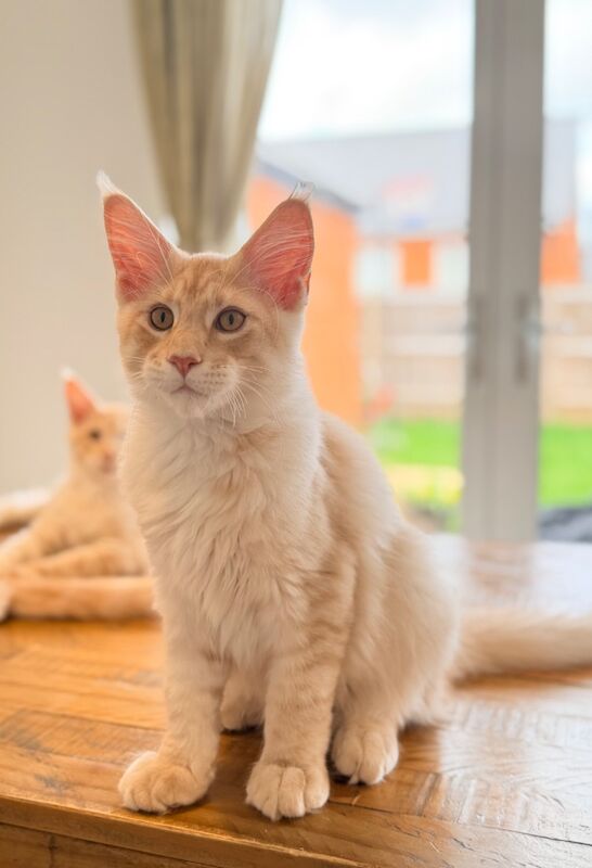 ONLY 2 BOYS AVAILABLE- Red/White Tabby Maine Coon - Image 5 of 9