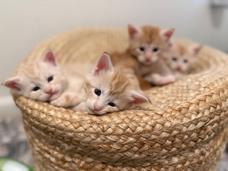 ONLY 2 BOYS AVAILABLE- Red/White Tabby Maine Coon - Image 6 of 9