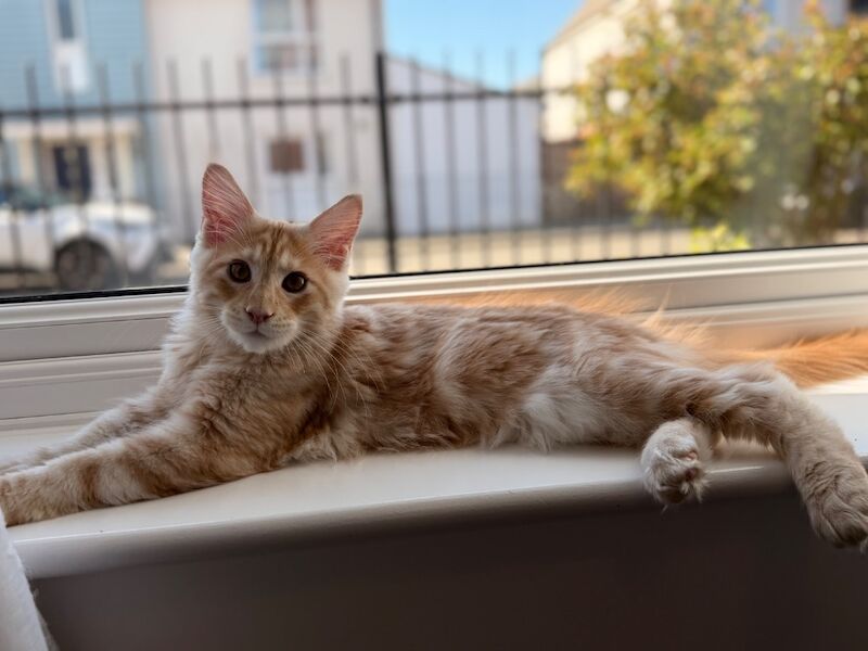 ONLY 2 BOYS AVAILABLE- Red/White Tabby Maine Coon - Image 7 of 9