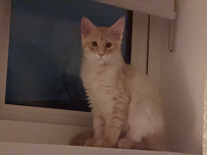 ONLY 2 BOYS AVAILABLE- Red/White Tabby Maine Coon - Image 8 of 9