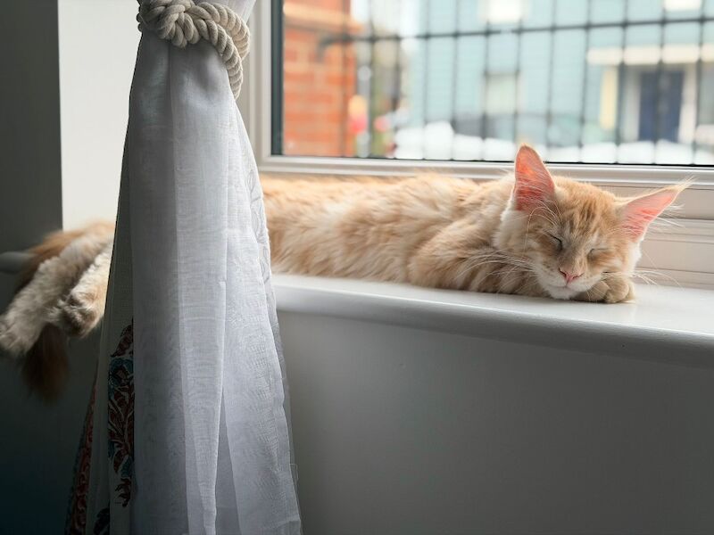 ONLY 2 BOYS AVAILABLE- Red/White Tabby Maine Coon - Image 9 of 9